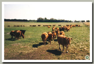 Limousin Bulls For Sale