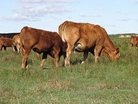 Amaglen Limousin Females For Sale