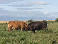 Amaglen Limousin Females For Sale