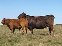 Amaglen Limousin Females For Sale