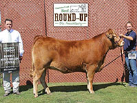 Amaglen Limousin Females For Sale