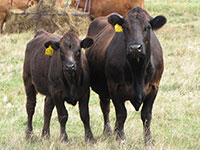 Amaglen Limousin Females For Sale