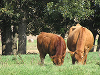 Amaglen Limousin Females For Sale