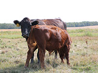 Amaglen Limousin Females For Sale