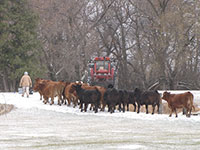 Amaglen Limousin Females For Sale