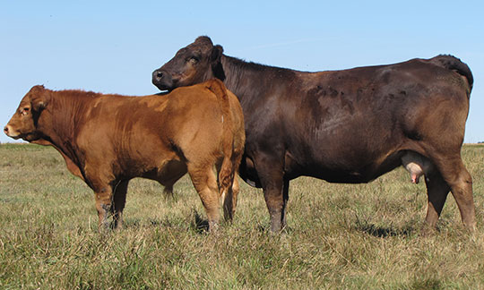 AMAGLEN TEASER LADY HNH 32T